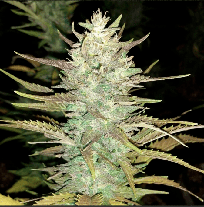 Arizona Dream Bio