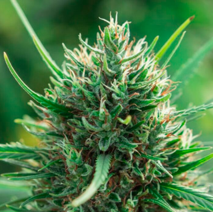 Enectarol CBG Bio
