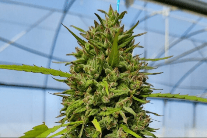 Strawberry Cake Bio